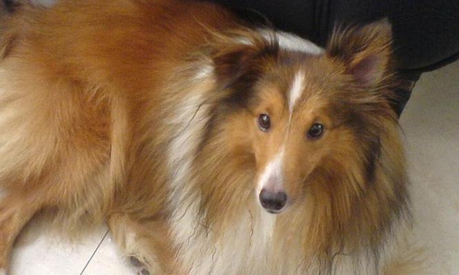 健康快乐生活指南：喜乐蒂核心要素与日常实践方法