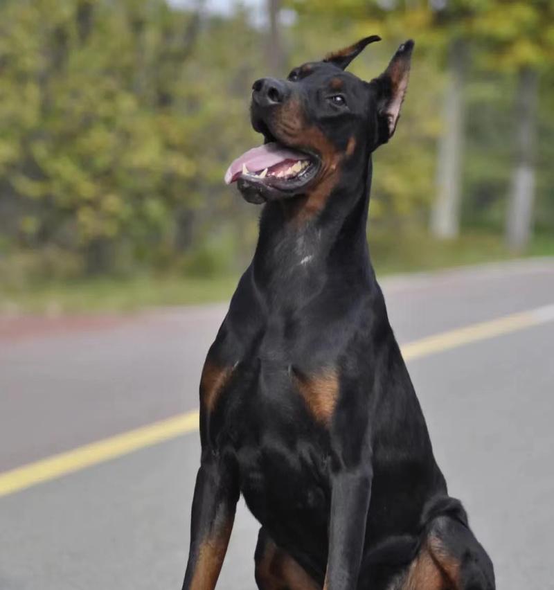 杜宾犬搏斗实力解析：对比罗特韦尔犬与比特犬的优势