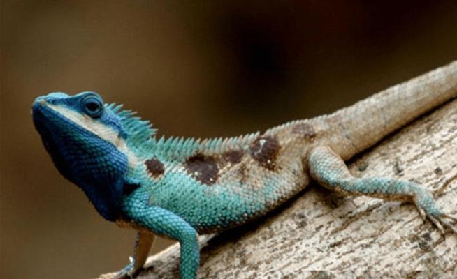 安哥拉猫被毛护理指南与行为习性全解析，揭秘其养护秘诀