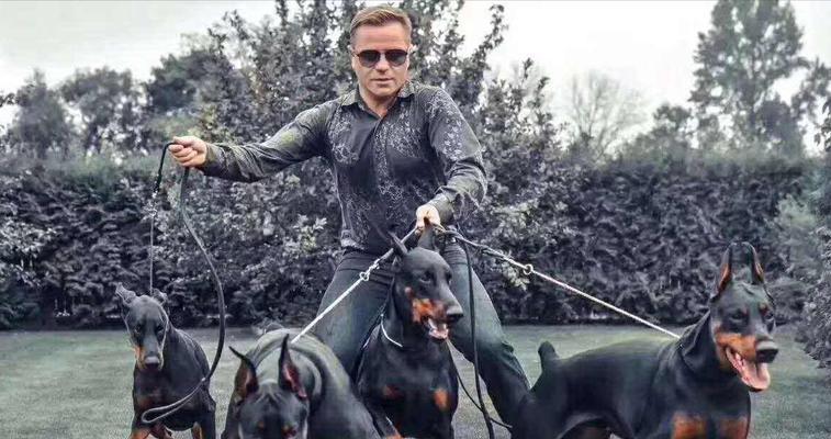 杜宾犬搏斗实力解析：对比罗特韦尔犬与比特犬的优势