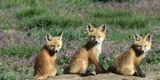 安哥拉猫被毛护理指南与行为习性全解析，揭秘其养护秘诀