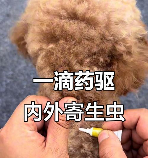 猫咪驱虫频率与科学方法指南,保护爱宠健康 猫咪驱虫频率与科学方法指南,保护爱宠健康