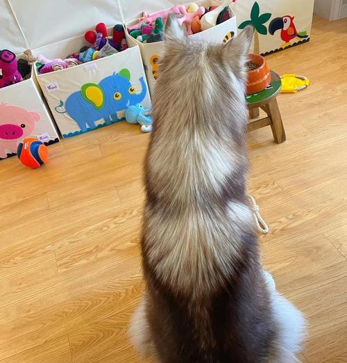 小狗长毛过程解析:各阶段发育特征与科学护理指南 小狗长毛过程解析:各阶段发育特征与科学护理指南