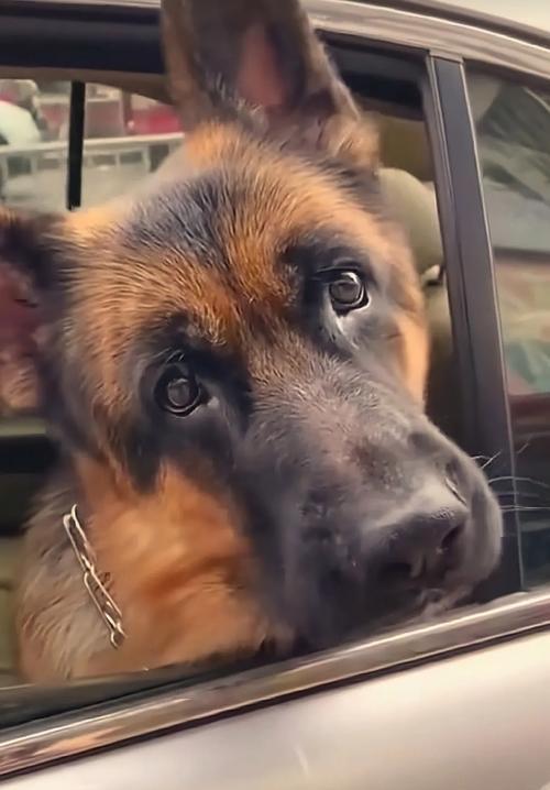 狗狗熟悉主人的关键过程：互动如何建立信任与依赖