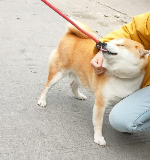 狗狗熟悉主人的关键过程：互动如何建立信任与依赖