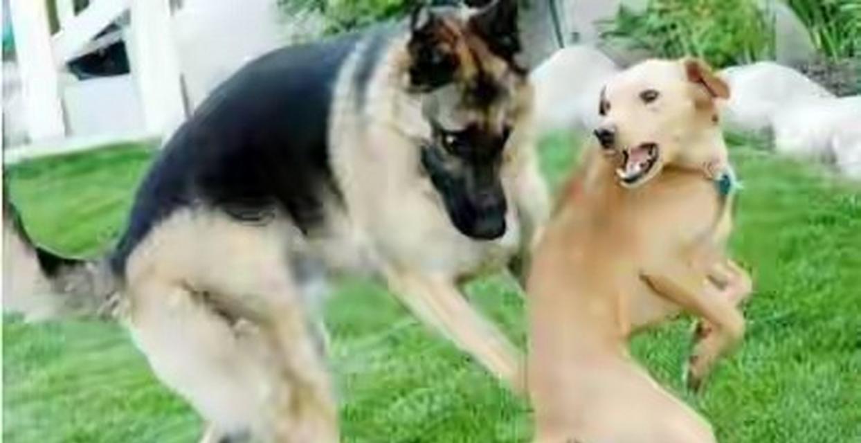 狗狗配种后身体与行为变化解析,了解关键阶段与护理要点 狗狗配种后身体与行为变化解析,了解关键阶段与护理要点