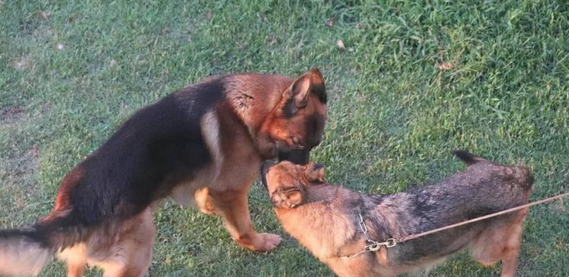 狗狗配种后身体与行为变化解析,了解关键阶段与护理要点 狗狗配种后身体与行为变化解析,了解关键阶段与护理要点