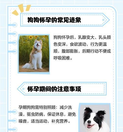 狗狗怀孕周期体温变化全解析,掌握关键繁殖管理技巧 狗狗怀孕周期体温变化全解析,掌握关键繁殖管理技巧