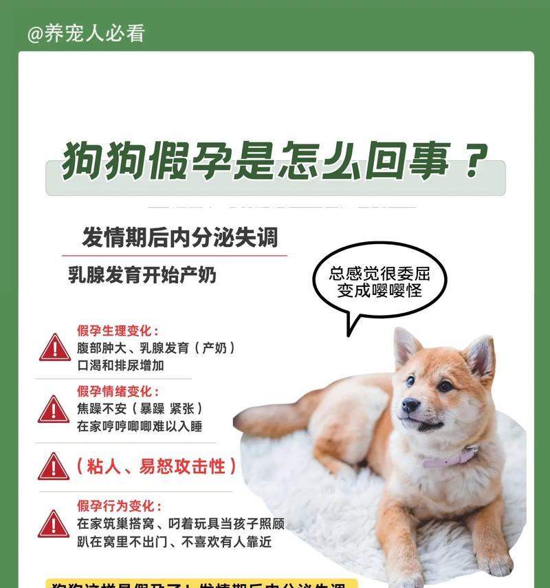 狗狗怀孕周期体温变化全解析,掌握关键繁殖管理技巧 狗狗怀孕周期体温变化全解析,掌握关键繁殖管理技巧