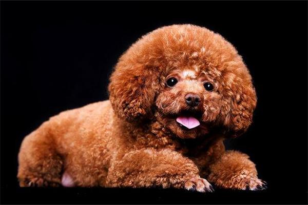 泰迪犬社交训练指南：学会与其他狗狗友好相处