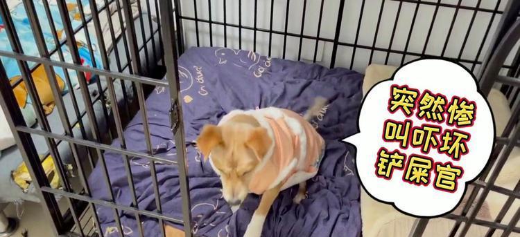 小狗惨叫常见原因解析与有效应对方法指南