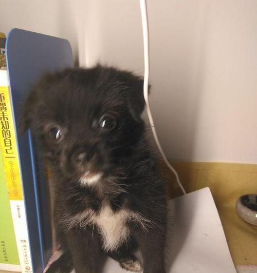 小狗惨叫常见原因解析与有效应对方法指南