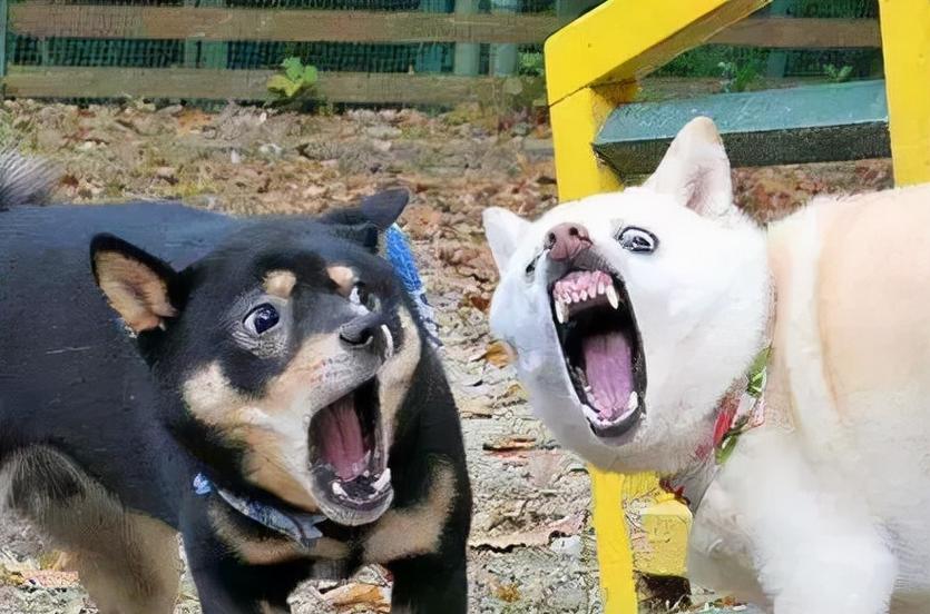 小狗惨叫常见原因解析与有效应对方法指南