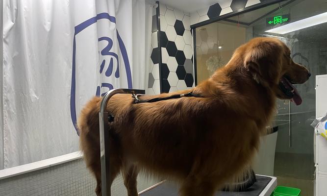 金毛犬怀孕迹象与配种后判断方法详解 金毛犬怀孕迹象与配种后判断方法详解