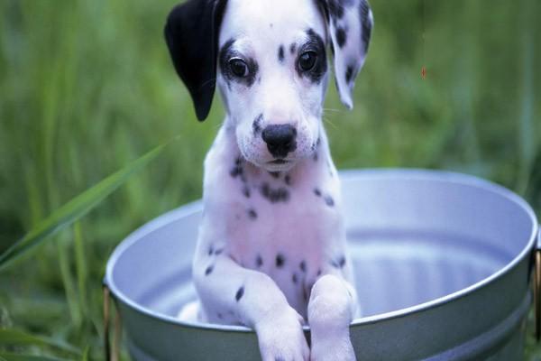 犬猫膀胱破裂症状识别与治疗方案详解