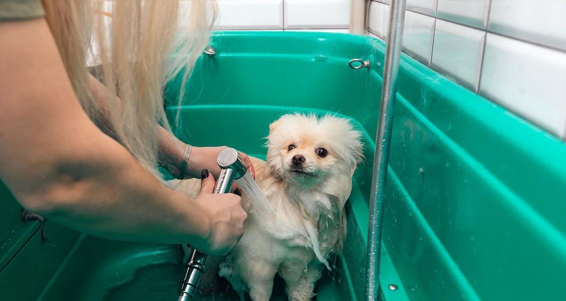 狗狗洗澡频率与正确护理指南，保持爱犬清洁健康