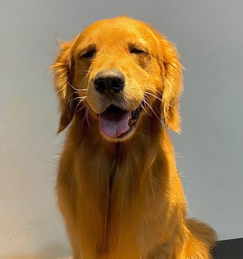 纯种金毛判断指南：从外观血统到专业鉴定全面解析