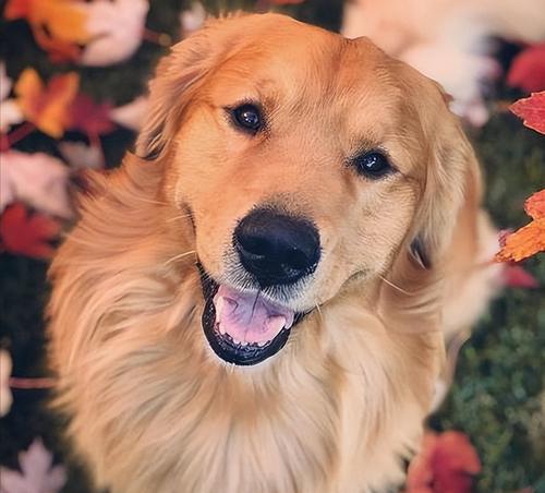 纯种金毛判断指南：从外观血统到专业鉴定全面解析