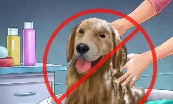 狗狗月子期洗澡指南：注意事项与科学频率解析