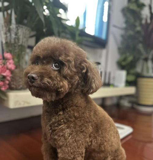 狗狗月子期洗澡指南：注意事项与科学频率解析