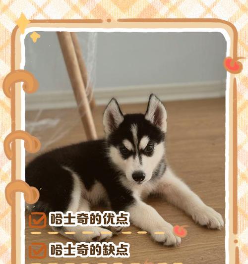 哈士奇饮食禁忌与健康食谱指南