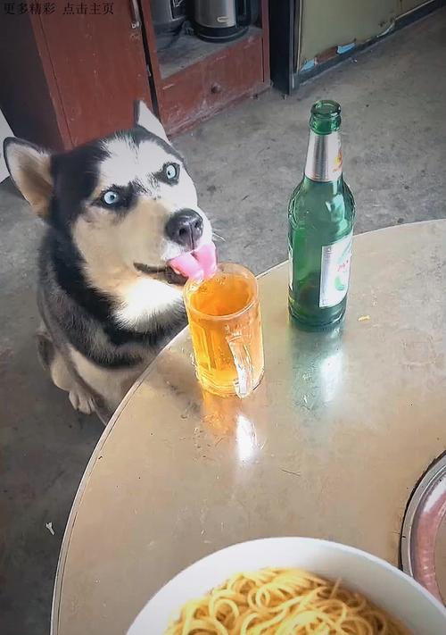 哈士奇饮食禁忌与健康食谱指南