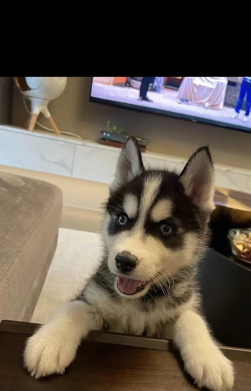 哈士奇饮食禁忌与健康食谱指南