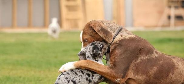 狗狗交配全过程解析：从相识到幼崽抚育的完整指南