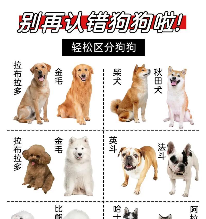 狗狗交配全过程解析：从相识到幼崽抚育的完整指南