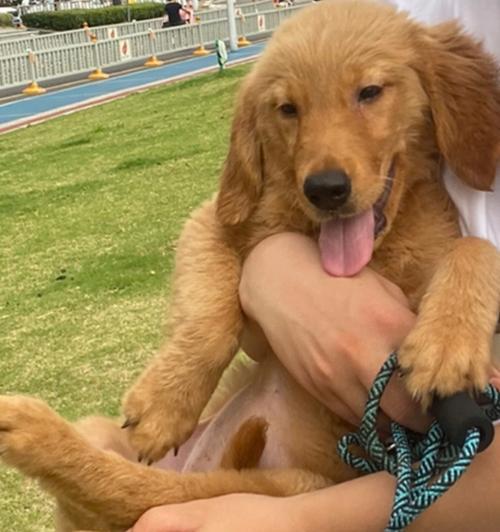 金毛幼犬成长特征与行为解析,了解萌宠发育关键点 金毛幼犬成长特征与行为解析,了解萌宠发育关键点