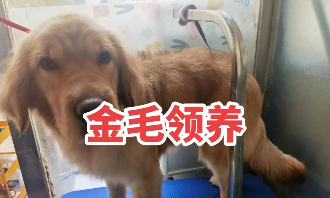 金毛幼犬成长特征与行为解析,了解萌宠发育关键点 金毛幼犬成长特征与行为解析,了解萌宠发育关键点