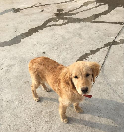 金毛幼犬成长特征与行为解析,了解萌宠发育关键点 金毛幼犬成长特征与行为解析,了解萌宠发育关键点