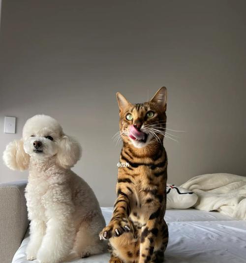 澳洲养狗全攻略：登记、健康、安全与责任详解