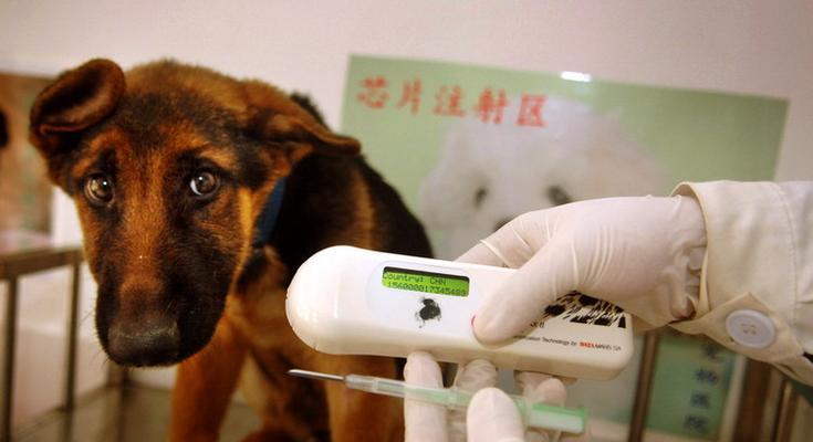幼犬植入芯片流程详解与必备证件指南