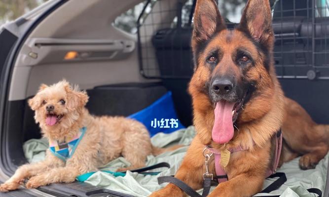 澳洲养狗全攻略：登记、健康、安全与责任详解