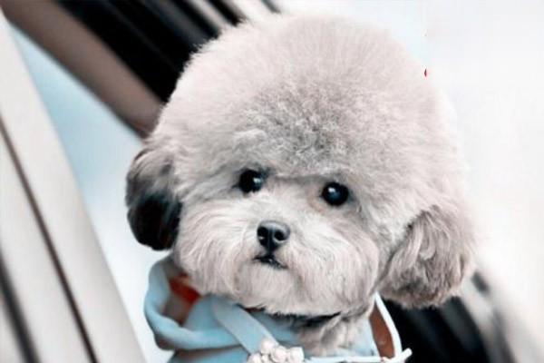 犬猫尿毒症的症状与治疗方案详解，守护宠物肾脏健康