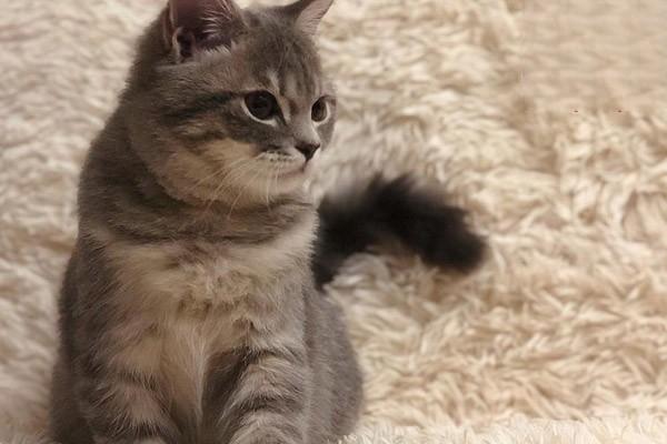 犬猫膀胱麻痹的症状识别与治疗方案详解 犬猫膀胱麻痹的症状识别与治疗方案详解