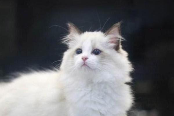 犬猫肾小球肾炎症状、诊断与治疗方案全解析 犬猫肾小球肾炎症状、诊断与治疗方案全解析