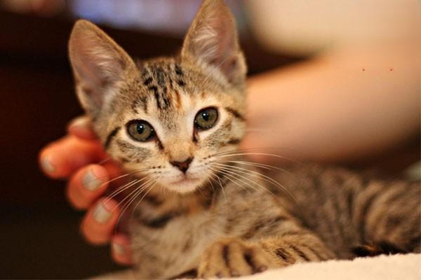 犬猫尿毒症的症状与治疗方案详解，守护宠物肾脏健康