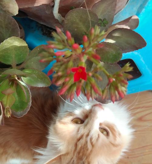 猫摔伤内伤的紧急处理与救治指南，挽救宠物生命