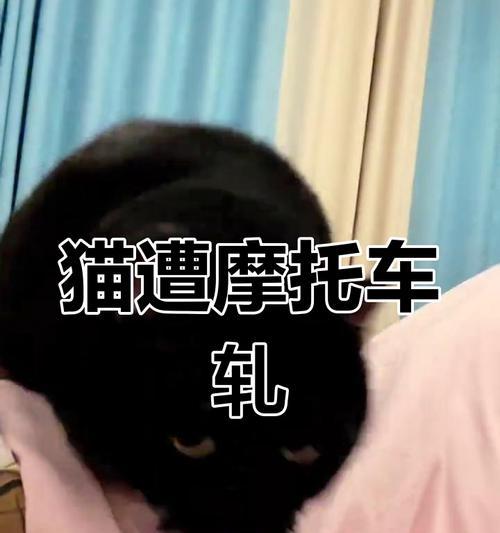 猫摔伤内伤的紧急处理与救治指南，挽救宠物生命