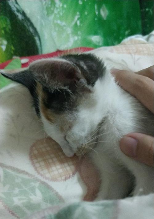 猫摔伤内伤的紧急处理与救治指南，挽救宠物生命