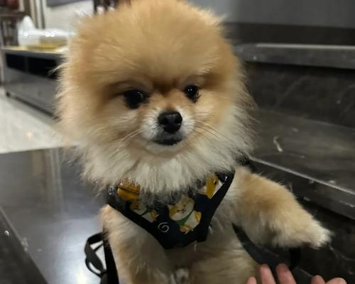 剪发频率解析：季节变化与形象维护的关键因素