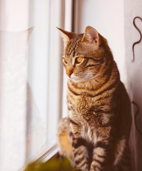 猫咪咳嗽别忽视,警惕十大致命病因与有效预防方法 猫咪咳嗽别忽视,警惕十大致命病因与有效预防方法