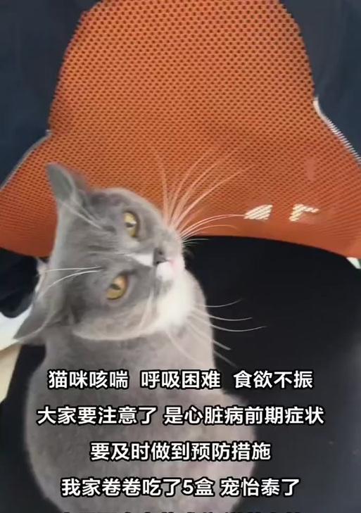 猫咪咳嗽别忽视,警惕十大致命病因与有效预防方法 猫咪咳嗽别忽视,警惕十大致命病因与有效预防方法