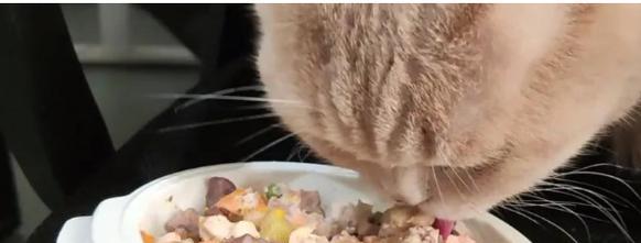 猫咪可食用肉类全解析:安全选择与营养搭配指南 猫咪可食用肉类全解析:安全选择与营养搭配指南