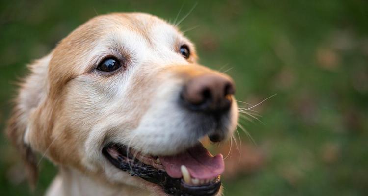 狗狗散热机制揭秘:吐舌头与脚垫降温的科学方法 狗狗散热机制揭秘:吐舌头与脚垫降温的科学方法