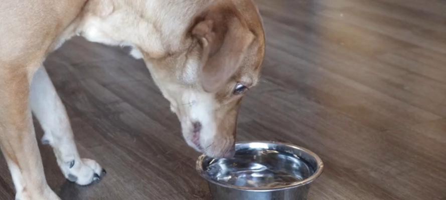 狗狗散热机制揭秘:吐舌头与脚垫降温的科学方法 狗狗散热机制揭秘:吐舌头与脚垫降温的科学方法