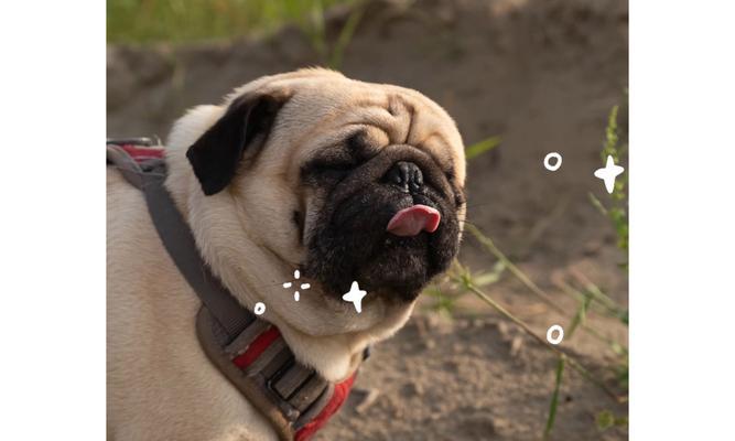 狗狗散热机制揭秘:吐舌头与脚垫降温的科学方法 狗狗散热机制揭秘:吐舌头与脚垫降温的科学方法