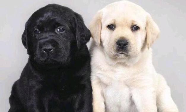 拉布拉多犬风靡全球的原因解析,忠诚友善与高适应力的完美结合 拉布拉多犬风靡全球的原因解析,忠诚友善与高适应力的完美结合